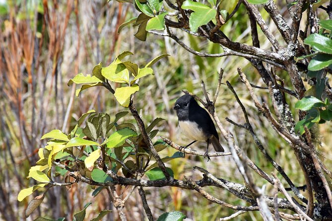 Stewart Island Fly Explore Fly Ex Queenstown by Glenorchy Air - Traveling With Children