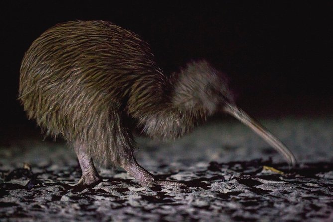 Stewart Island Wild Kiwi Encounter - Wildlife Encounters on Tour