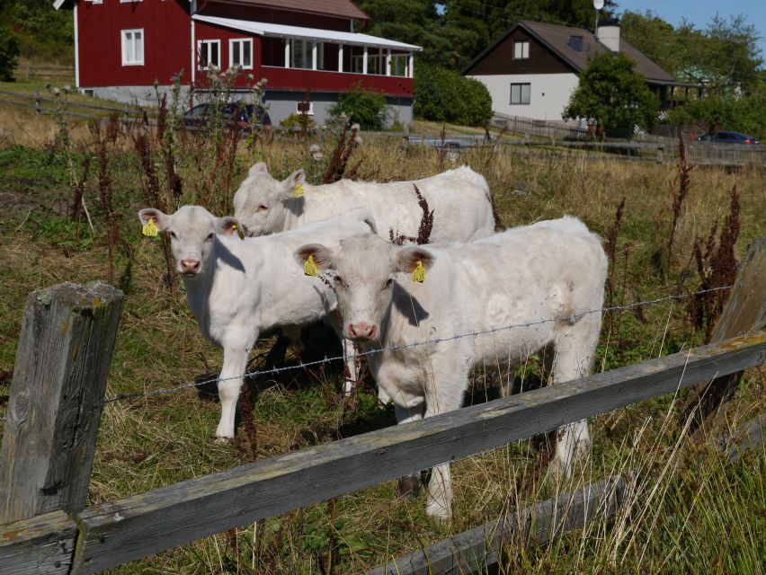 Stockholm Icelandic Horses, Countryside and Swedish History - Local Guide Insights