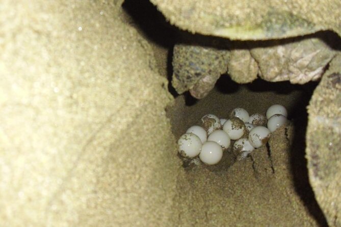 Sukamade Turtle Land Beach (2D1N) - Meals and Dining