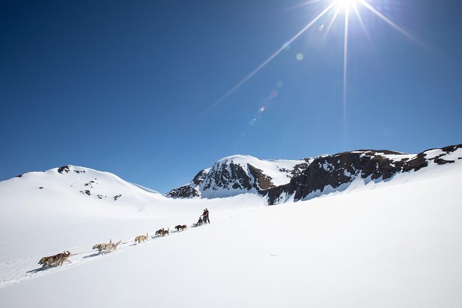 Summer Glacier Dogsledding Tour From Girdwood - Customer Reviews and Feedback