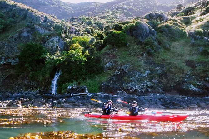 Sunrise Wildlife Sea Kayaking in Akaroa Marine Reserve - Tour Inclusions