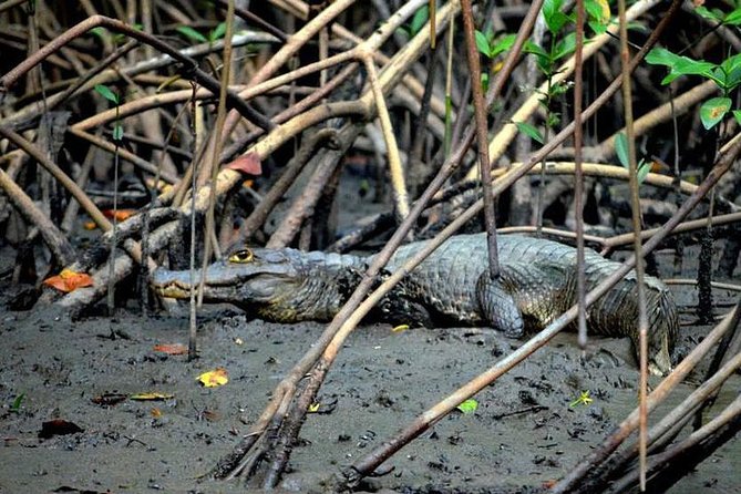 Sunset Boat Tour Into Caroni Wetlands - Traveler Reviews and Experiences