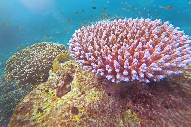 Surin Islands Snorkel Tour by Seastar Andaman From Khao Lak - Snorkeling Experience