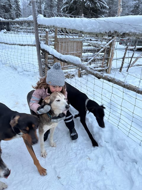 Swedish Lapland : Sled Dog and Reindeer Farm With the Family - Transportation Arrangements