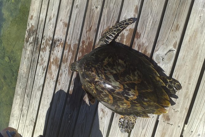Sweetings Cay Mangrove Kayaking and Turtles - Recommended Packing List