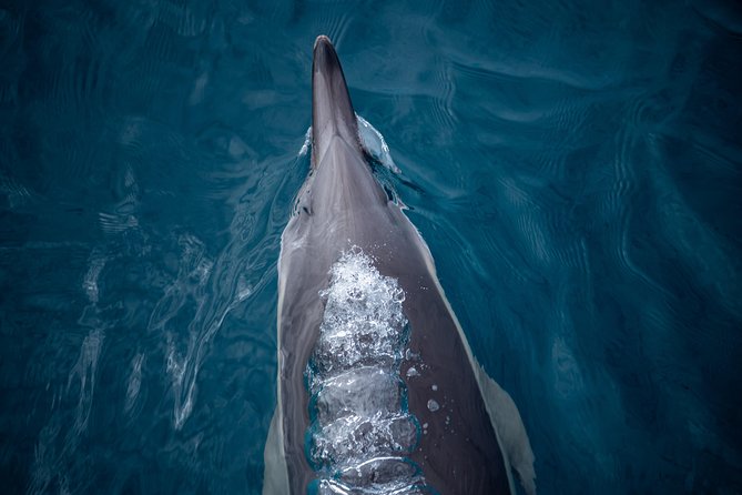 Swim With Wild Dolphins in Tauranga - Meeting and Departure Locations