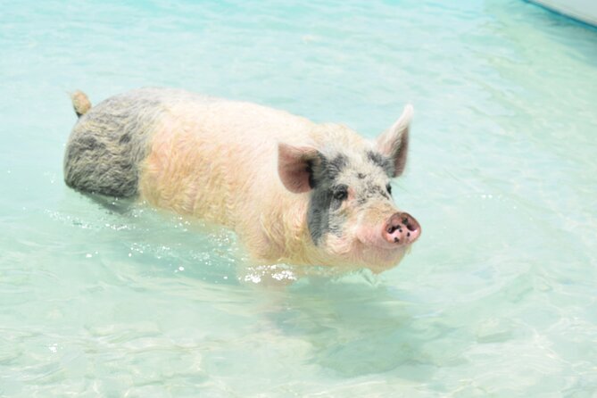 Swimming With Pigs in Nassau, Transportation Included - Customer Feedback