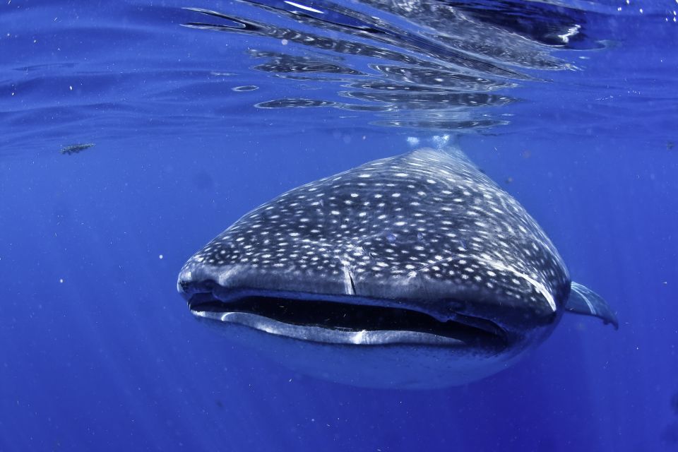 Swimming With Whale Sharks in Cancun - Preparing for the Whale Shark Encounter