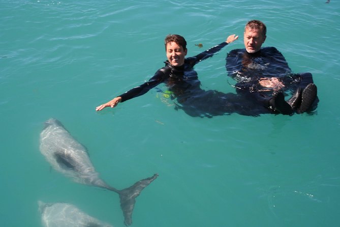 Swimming With Wild Dolphins in Akaroa - Dolphin Interaction Guidelines