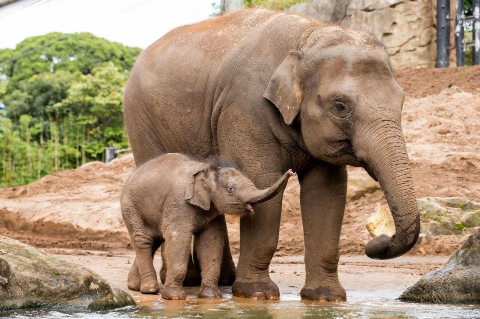 Sydney: Taronga Zoo Ticket With Return Ferry - Accessibility Information