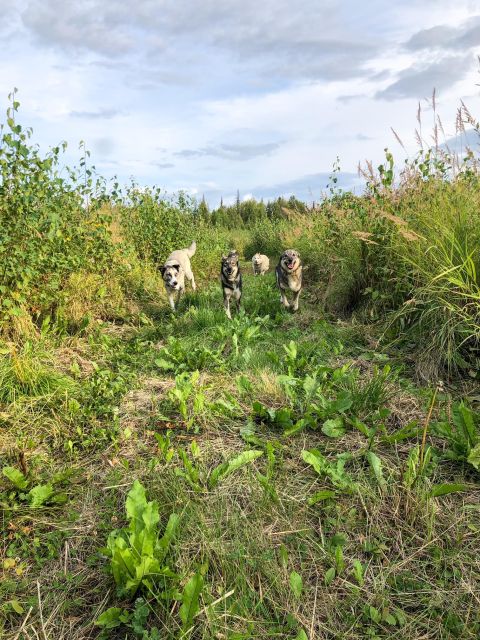 Talkeetna: Summer Sled Dog Kennel Tour - Learning About Sled Dog Life