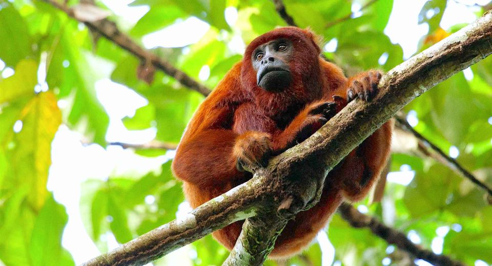 Tambopata: Lake Sandoval Canoeing With Lunch - What to Bring