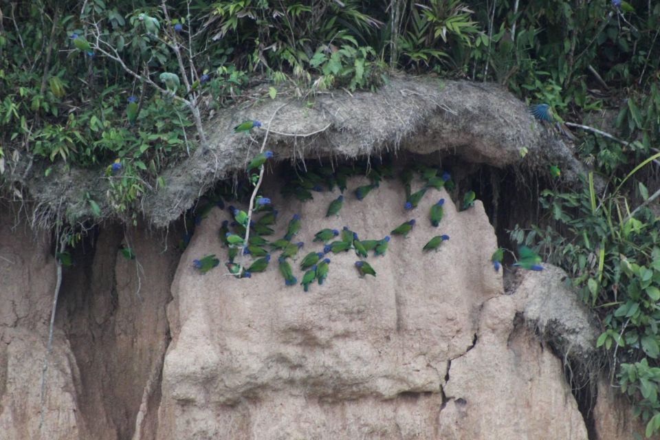 Tambopata Macaw Clay Lick 2 Days/1 Night - Wildlife Viewing Opportunities