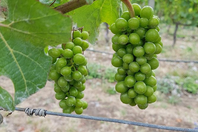 Taste the Valley Wine Tour in Marlborough With Wine Tasting - Wine Tasting Experience