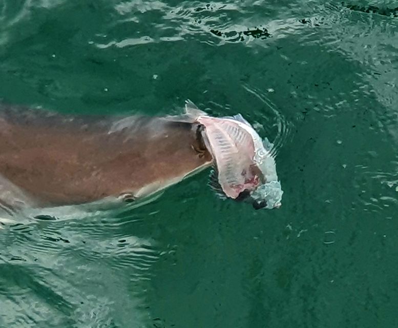 Tauranga: Guided Dolphin and Wildlife Watching Cruise - Inclusions on the Cruise