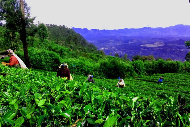 Tea Adventure- Haputale, Tea Plantation Tour With Lunch - Booking Details