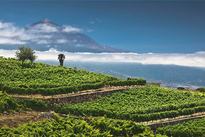 Tenerife Bodegas Monje Winery Tour With Wine and Cheese Tasting - Wine and Artisanal Cheese Tasting