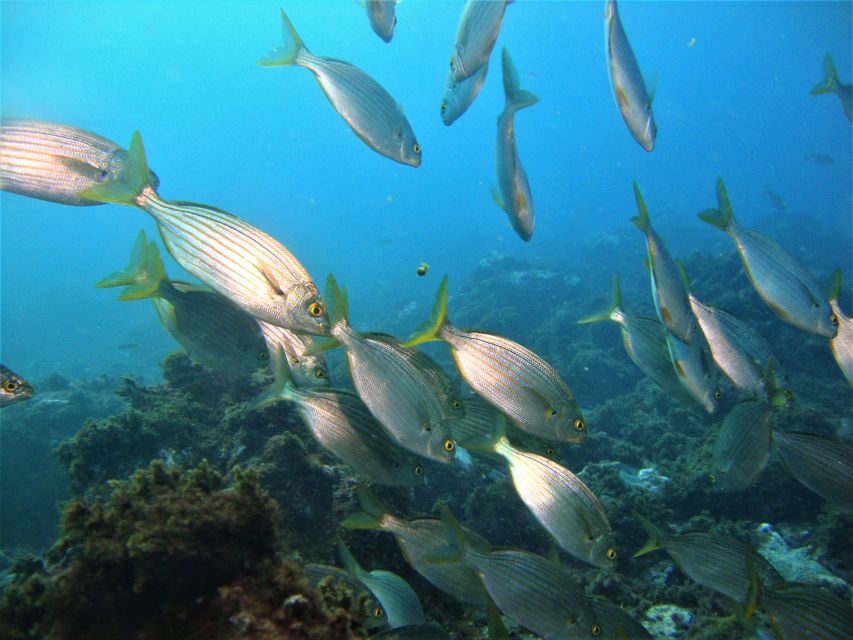 Terceira: Angra Do Heroismo Scuba Diving Tour With 2 Dives - Booking and Cancellation Policy