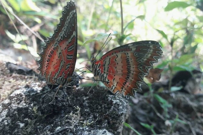 The Best One Day Trip Of Doi Inthanon National Park - Meeting and Pickup Information