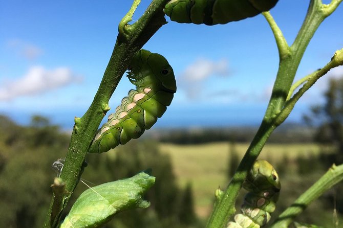 The Maui Butterfly Farm Tour! - Visitor Feedback and Reviews