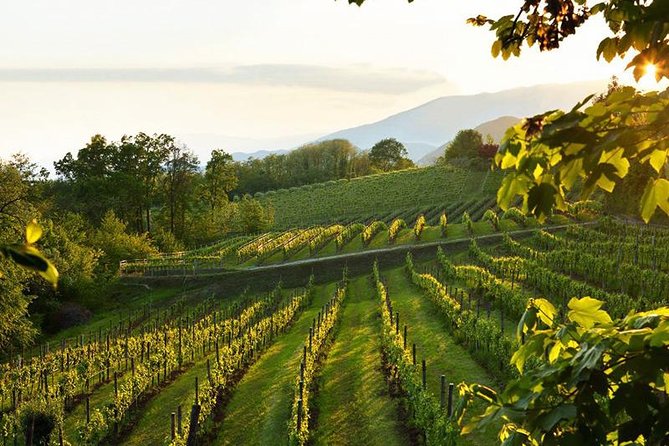 The Original Private Prosecco Tour All Inclusive From Conegliano - Traveler Experiences