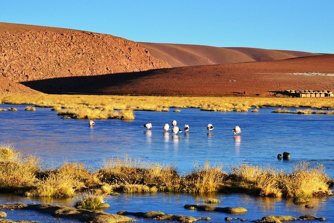 The Tatio Geysers Tour From San Pedro De Atacama - Tips for a Great Experience