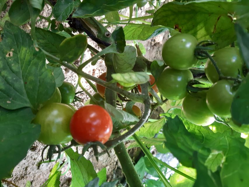 Thessaloniki: Private Greek Cooking Class and Meal at a Farm - Meeting Point Details