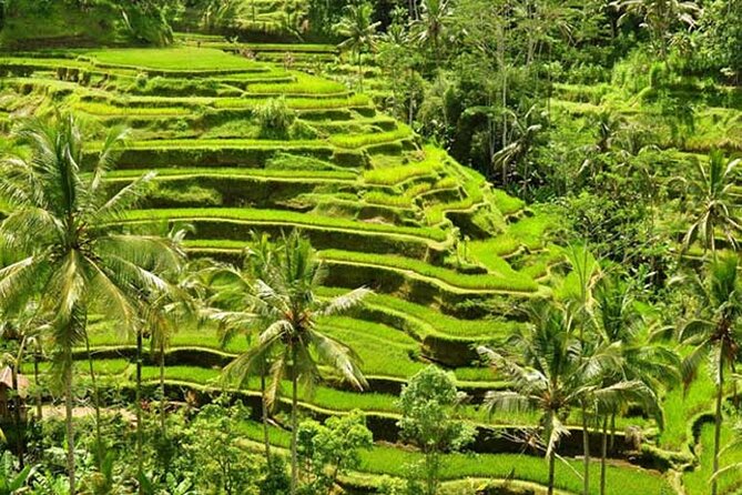 Tlaga Singha Infinity Pool, Jungle Swing & Rice Terrace Trip - Accessibility and Guidelines
