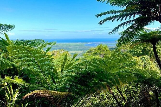 Total Daintree Experience Tour From Port Douglas - Customer Ratings and Feedback