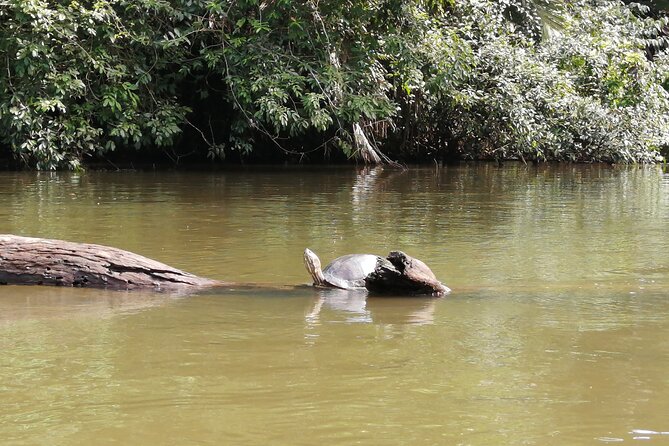 Tour to the Canals in Tortuguero National Park - Customer Feedback and Testimonials