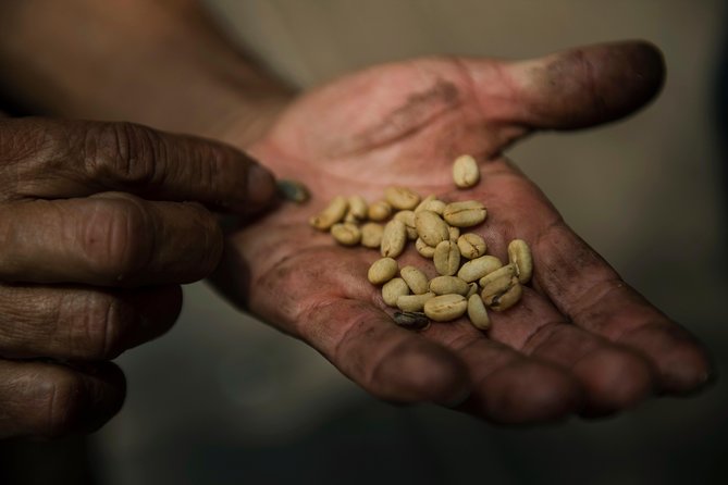 Traditional Coffee Farm Experience at Hacienda Coloma From Bogotá - Guest Experiences