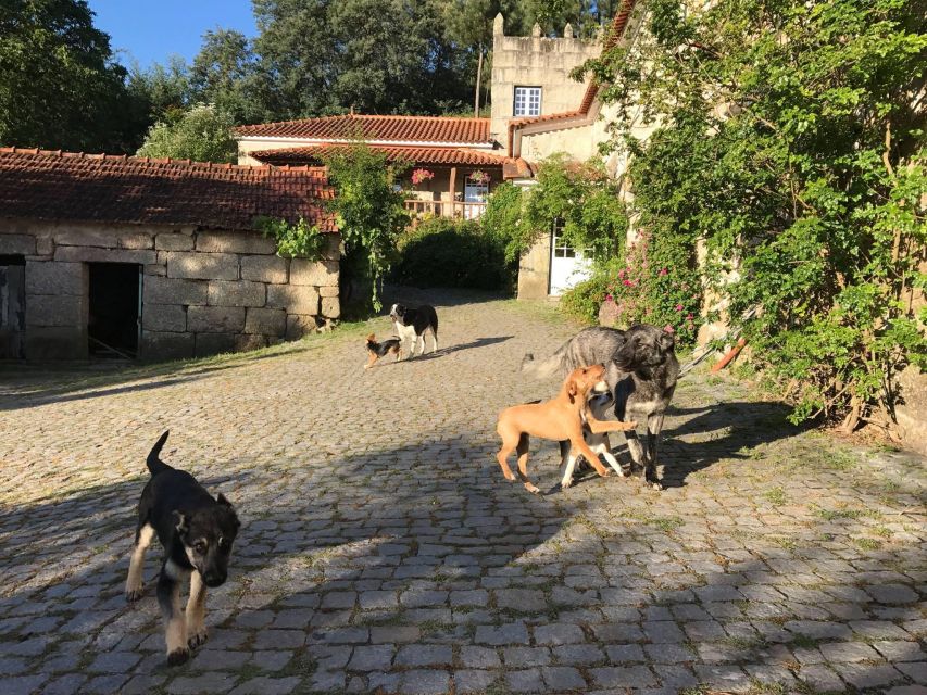 Traditional Cooking Class and Farm Tour in the Douro Valley - Preparing the Traditional Meal