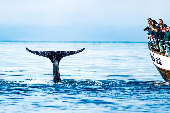 Traditional Oak Ship Whale Watching Tour From Husavik - Accompanying Children