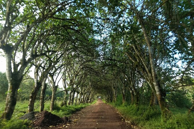 Transfer Airport-Hotel in Galapagos Santa Cruz With Visit to Giant Tortoises - Important Tips for Travelers