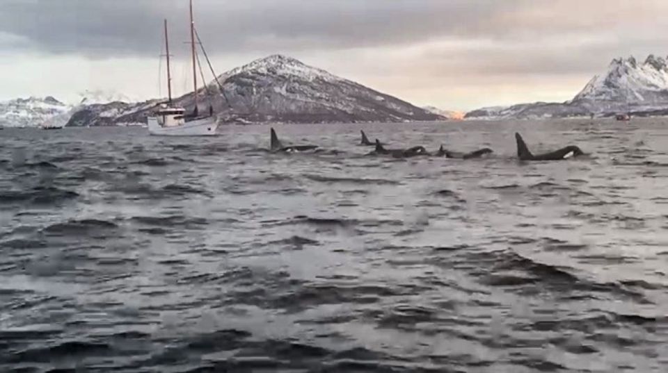 Tromsø 3-Days Whale Watching, Northern Lights & Dog Sledding - Inclusions