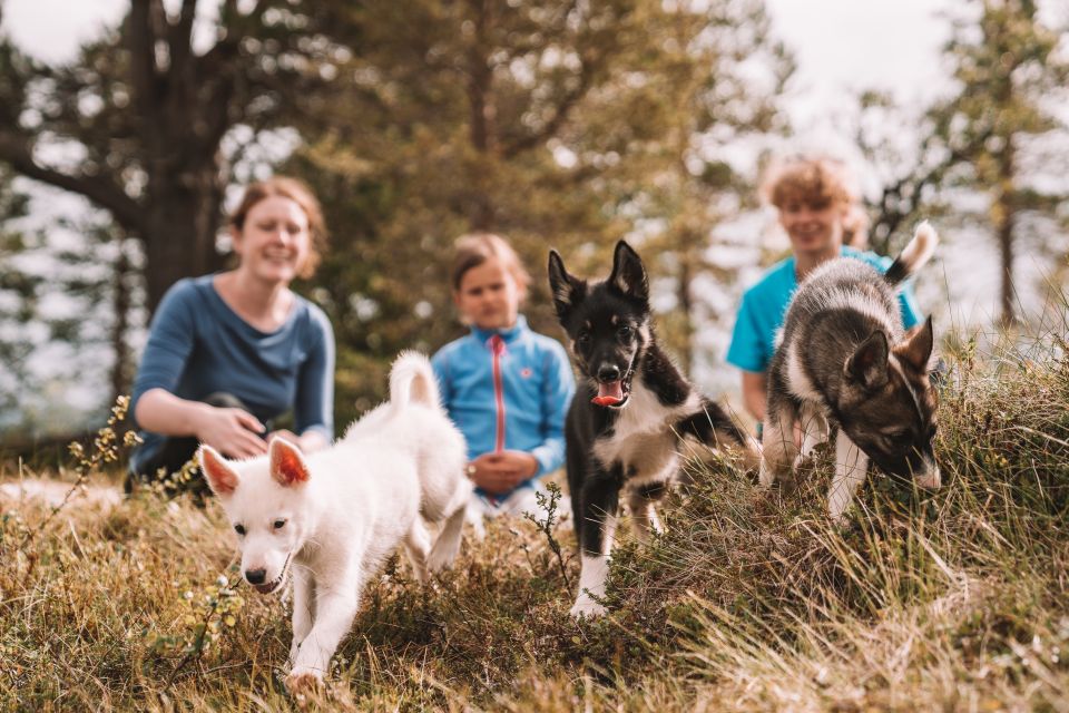 Tromsø: Puppy Training at the Husky Kennel With Lunch - Inclusions and Amenities