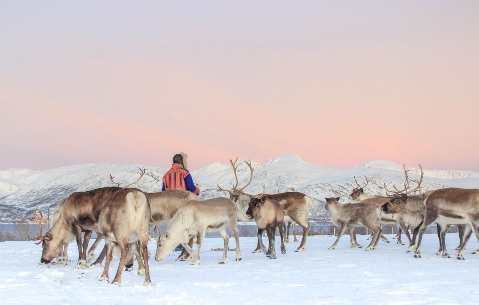 Tromsø: Reindeer Ranch and Sami Cultural Tour With Lunch - What to Expect During the Tour