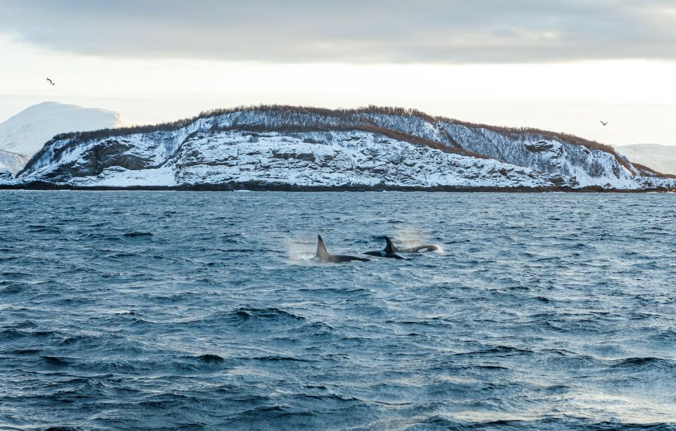 Tromsø: Whale Watching Tour by Hybrid-Electric Catamaran - Important Information