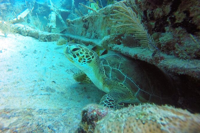 Try Scuba Diving With Professional Scuba Instructor - Wildlife Encounter Expectations