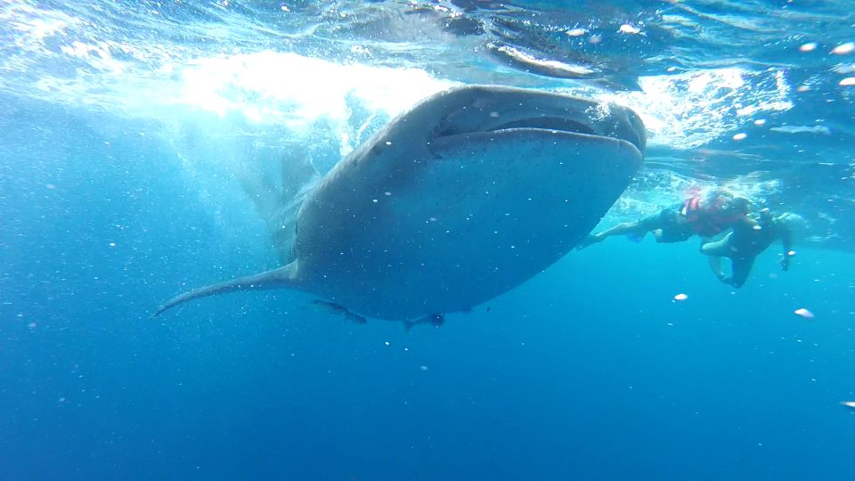 Tulum-Akumal: Swimming With Whale Sharks Tour - Whale Shark Sighting Guarantee