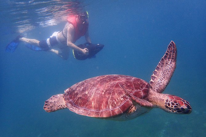 Turtle Beach Power Snorkeling Adventure - Visiting the Pillars of Hercules