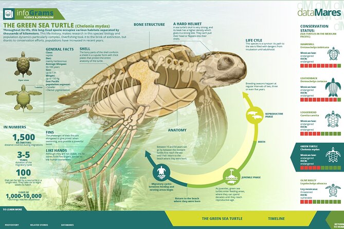 Turtle Nesting Night Tour in Tortuguero - Conservation Practices