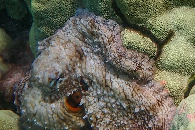Turtle Town Clear Kayak & Snorkel Tour (7am-10am) - Customer Reviews
