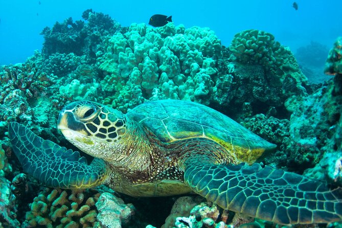 Turtle Town Snorkel With Photo and Video - Frequently Asked Questions