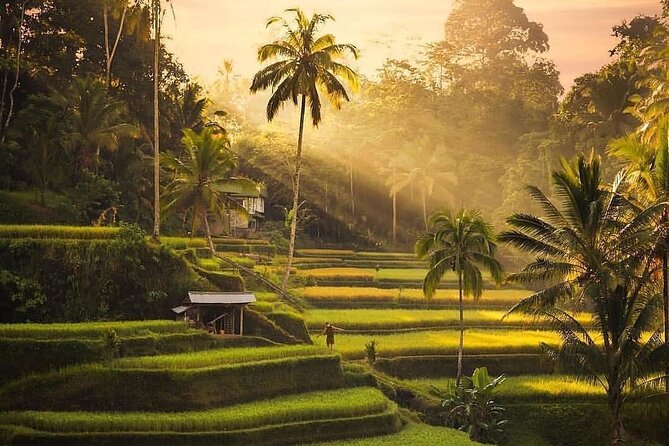 Ubud Bali Tour: Monkey Forest, Rice Terrace & Jungle Swing - Health and Accessibility Considerations