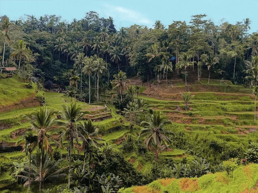 Ubud Best Attractions: Rice Terrace, Waterfall, Swing Tour - Pickup and Drop-off