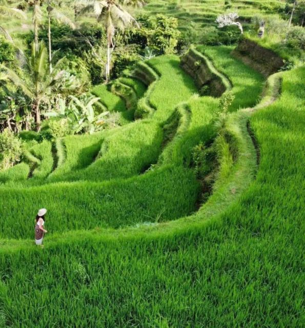 Ubud Private Tour/Rice Terrace, Tirta Empul, Waterfalls, Etc - Inclusions and Exclusions