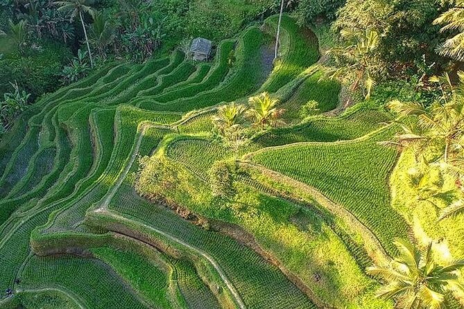 Ubud: Swing - Monkey Forest - Waterfall - Temple - Rice Terraces - Art Crafts - Art Crafts and Carvery