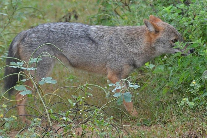 Udawalawa National Park Half Day Safari - Transportation Details